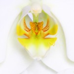 Nahaufnahme einer Orchidee