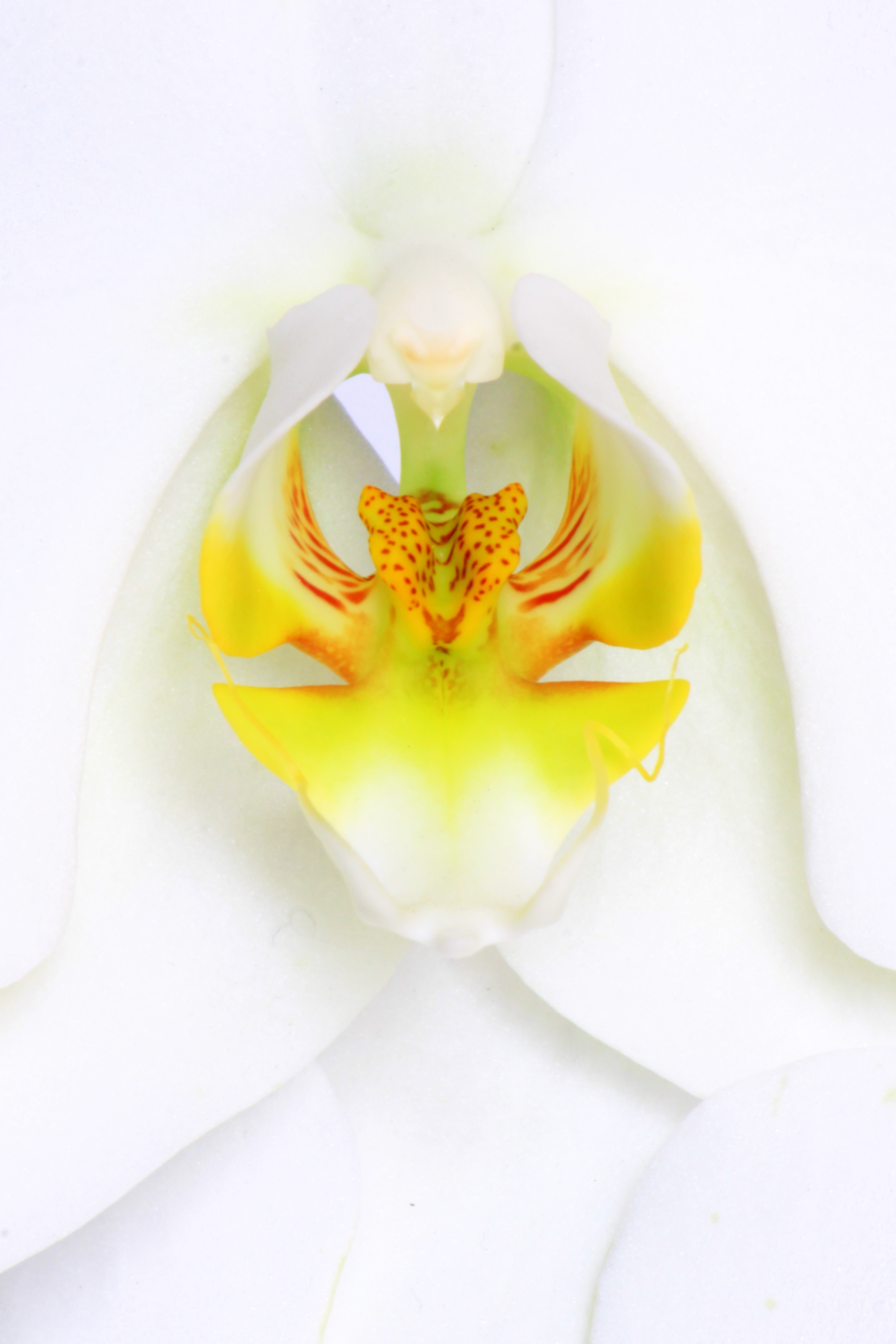 Nahaufnahme einer Orchidee