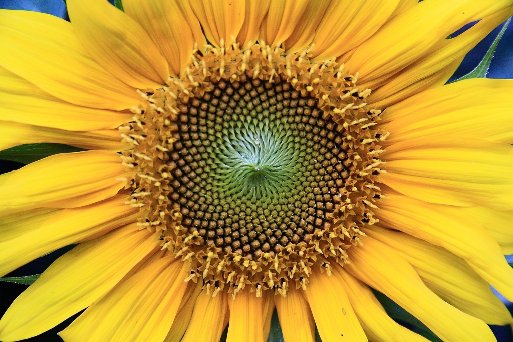 Letzer Gruss der Sonnenblume des Sommers 2011